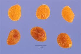 Image result for Cuscuta cassytoides