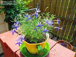 The foliage has medium green. Plantfiles Pictures Isotoma Blue Star Creeper Laurentia Rock Isotome Beth S Blue Isotoma Axillaris By Jmorth
