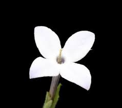 Image result for Conostomium natalense