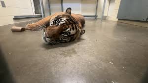 Zoo Animals Huddle Down! + Tigers/Mariners ALCS Game 5 Goes Extra Innings!