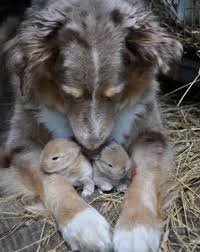 I CAUGHT MY DOG HIDING SOMETHING 🐾 AND IT CHANGED EVERYTHING I THOUGHT I  KNEW I'd been blaming the foxes. For weeks, something was stealing  vegetables from the edge of the garden—half-eaten