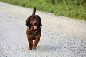 Image result for alpský brakýř jezevčíkovitý