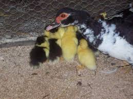 Avem la vanzare prima serie de pui kabir (rasa mixta de carne si oua), cu greutatea medie de 1 kg. Rata Leseasca Muta Csuhas