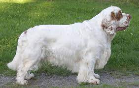 Akc national breed club member. Clumber Spaniel Breeders Puppies And Breed Information Dogs Australia