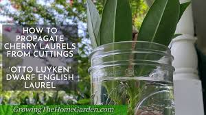 While maintained, this variety will remain at a height between 3 to 4 feet, but left untrimmed can reach up to 6 to 10 feet. How To Propagate Otto Luyken Cherry English Laurel From Cuttings Youtube