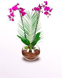 Pure Iki Dal Mor Orkide Orkideler Cicek Mor