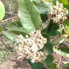 Image result for Hypericum peplidifolium