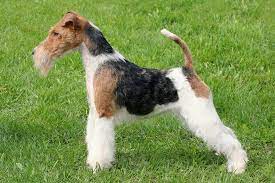 Pros And Cons Of Wire Fox Terrier Vintage Billboard