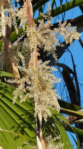Image result for Washingtonia filifera