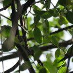 Image result for Dovyalis zeyheri