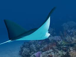 Hotel aquila di mare cost depends on the season and prices can be much different basing on selected dates. Aquila Di Mare Acquario Di Livorno