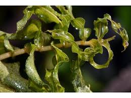 Image result for Potamogeton richardii