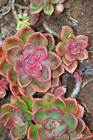 Pretty Hen Chickens Plants Hens And Chicks Hen Chicken