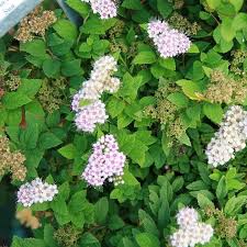 Image result for Spiraea japonica ´Little Princess