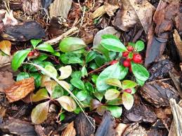 Image result for Galenia procumbens