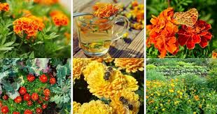 For example, plant marigolds around the perimeter of the garden, in rows between rows of vegetables, or in groupings. 12 Reasons Why Marigolds Are The Best Flowers In Your Garden Hogyan Keszitsek