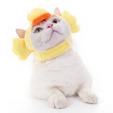 We did not find results for: Vypredaj Pes Macka Pokryvky Hlavy Roztomily Kresleny Zvierata Tvary Klobuk Chat Prislusenstvo Pour Chaty Gatos Cosplay Kostymy Dekoracie Na Halloween Zasuvky Www Cncvicik Sk
