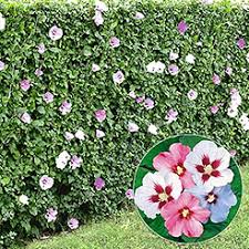 Heckenpflanzen Jetzt Online Kaufen Bestellen Bei Baldur Garten