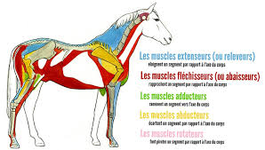 Les Grands Groupes Musculaires Et Leur Role Galop 5 Galop 5 Galop Cheval Galop