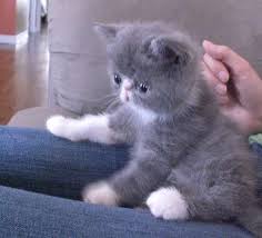 Gray Munchin Cats Gray Munchkin Cat Cat Breed Munchkin Longhair Munchkin Cat Cat Breeds Cats