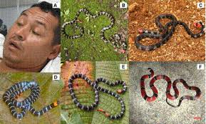 Aspectos biomédicos y epidemiológicos del accidente ofídico en el  departamento del Cauca, Colombia, 2009-2018