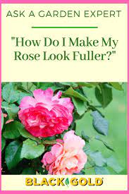 How Do I Make My Rose Fuller Rose Bush Rose Seeds Rose Garden Design