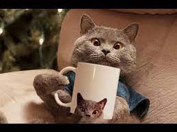 Pet Peeves Aarons Animals Youtube Pet Paws Animals Crazy Cats