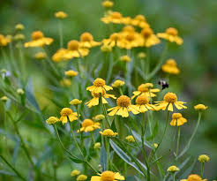 Image result for Helenium autumnale