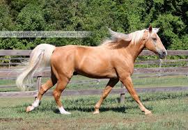 2 blue eyes, big blaze, gorgeous palomino color…. Palomino Tennessee Walker Horse 1 By Venomxbaby On Deviantart Tennessee Walker Horse Horses Tennessee Walking Horse