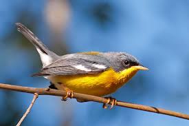 But shockingly, up to 13 percent of the planet's bird population. 10 Most Adorable And Cute Small Birds Depth World