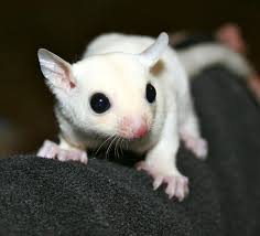 Leucistic Sugar Glider Sugar Glider Sugar Glider For Sale Pets