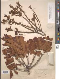 Image result for Barleria mackenii