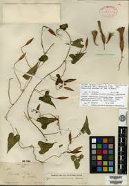 Image result for Convolvulus farinosus