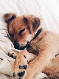 Should You Let Your Dog Sleep With You 7 Benefits To Consider Sleeping Dogs Pets Animals