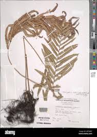 Image result for Cyclosorus interruptus