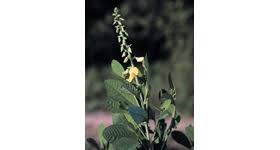 Image result for Crotalaria preladoi