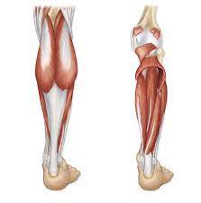 Check spelling or type a new query. Anatomy Of The Lower Limb Quiz Anatomy Drawing Diagram