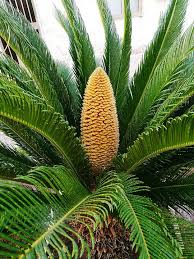 Grass can grow very tall and can reach height up to 100 metres.bamboo is the tallest grass. The Different Types Of Plants In The World