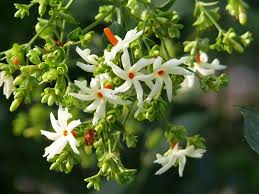 Image Result For Parijatak Flower Seeds Fragrant Flowers Jasmine Flower