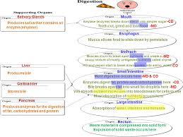 Digestion Flow Chart Digestion Flow Chart Amylase Enzyme