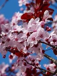 Maybe you would like to learn more about one of these? Gratis Obraz Na Pixabay Drzewo Kwiaty Kwiat Wisni Japanese Cherry Tree Almond Blossom Flowering Trees