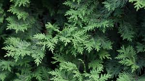 At evergreen, you have the freedom to chart your own course and forge a brighter future for yourself and the world. How To Make Every Single Page On Your Website Evergreen