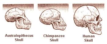 The Evolution Of Early Man