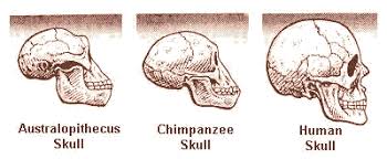 The Evolution Of Early Man