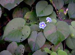 Image result for Ipomoea parasitica