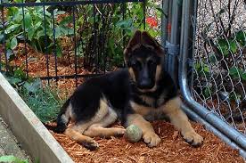 Maybe you would like to learn more about one of these? Riverrock German Shepherd Dog Puppies And Upcoming Litters Riverrock German Shepherds In St Cloud Minnesota