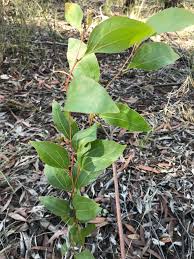 Image result for Buchnera longispicata