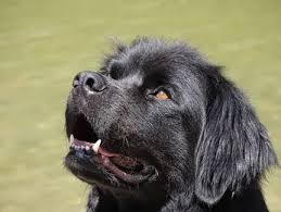 Find newfoundland puppies for sale. Newfoundland Dog Breed Information