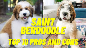 The cost to adopt a st. Saint Berdoodle Size How Big Do They Get Lover Doodles