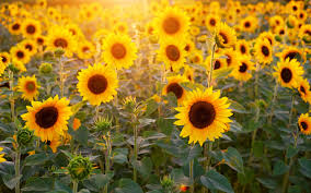 Field of flowers desktop background. Desktop Wallpapers Fields Flowers Sunflowers